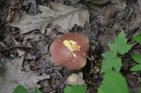 Baorangia bicolor image