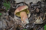 Baorangia bicolor image