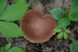 Baorangia bicolor image