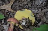 Baorangia bicolor image