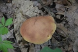 Baorangia bicolor image