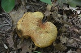 Suillus spraguei image