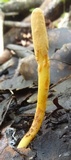 Ophiocordyceps melolonthae image