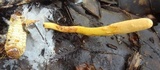 Ophiocordyceps melolonthae image