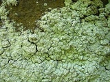 Lepraria eburnea image