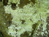 Lepraria eburnea image