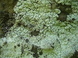 Lepraria eburnea image