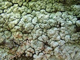 Lepraria eburnea image