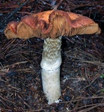 Cortinarius caperatus image