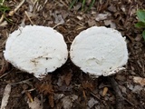 Calbovista subsculpta image