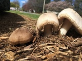 Pluteus petasatus image