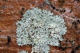 Myelochroa aurulenta image