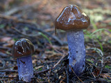 Cortinarius vanduzerensis image