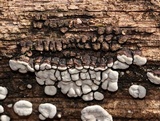 Xylobolus frustulatus image