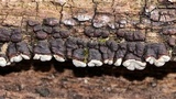 Xylobolus frustulatus image