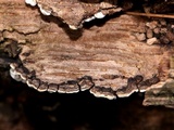Xylobolus frustulatus image