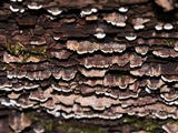 Xylobolus frustulatus image