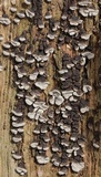 Xylobolus frustulatus image