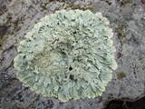 Flavoparmelia baltimorensis image