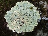 Flavoparmelia baltimorensis image