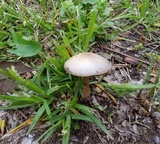 Psathyrella ammophila image