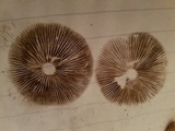 Psathyrella ammophila image