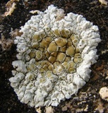 Lecanora valesiaca image
