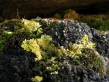 Fulgensia subbracteata image