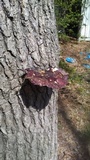 Russula vinacea image