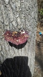 Russula vinacea image