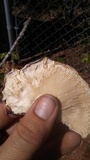 Russula vinacea image