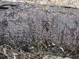Sclerencoelia pruinosa image