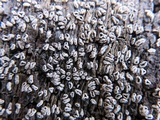 Sclerencoelia pruinosa image