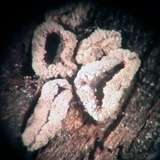 Sclerencoelia pruinosa image
