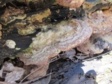 Trametopsis cervina image
