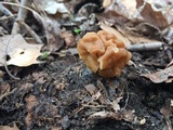 Gyromitra korfii image