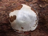 Reticularia lycoperdon image