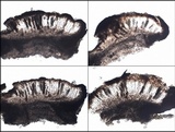 Rinodina oxydata image