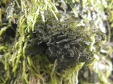 Leptogium brebissonii image