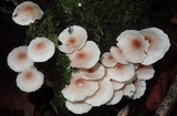 Ripartitella brasiliensis image