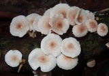 Ripartitella brasiliensis image