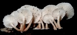 Ripartitella brasiliensis image