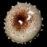 Ripartitella brasiliensis image