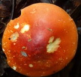 Leucopaxillus gracillimus image