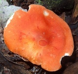 Leucopaxillus gracillimus image