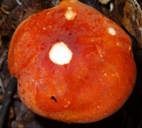 Leucopaxillus gracillimus image