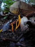Clavulinopsis laeticolor image