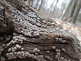 Xylobolus frustulatus image