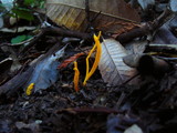 Clavulinopsis laeticolor image