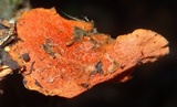 Pycnoporus sanguineus image